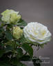 Green Romantica ® rose photo