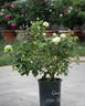 Green Romantica ® rose photo