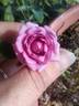 Lavender Jewel rose photo