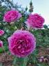 Sheherazade rose photo