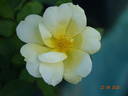 Sunny Knock Out rose photo