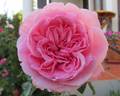 Comtesse Panarosa ™ rose photo