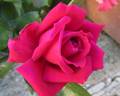 Avon ® rose photo