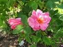 Milevsko rose photo