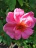 Milevsko rose photo