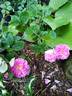 Raduga rose photo