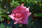 Gisella ® rose photo