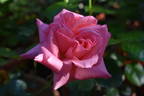 Gisella ® rose photo