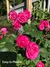 Easy To Please rose photo