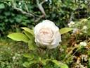 Climbing Clothilde Soupert rose photo