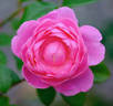 The Reeve ® rose photo