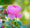 The Reeve ® rose photo