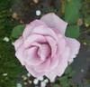 Blue Skies rose photo