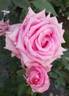 Affirm rose photo
