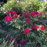 Valentine rose photo