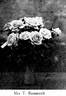 Mrs. Theodore Roosevelt rose photo