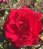 Bishop Elphinstone rose photo