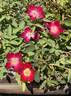 Frank Naylor rose photo