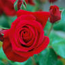Black Cherry ™ rose photo