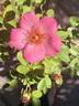 ATRMM1 rose photo