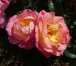 Inspiration rose photo