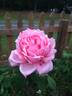 Pink Princess rose photo