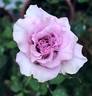 Sweet Moon rose photo
