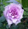 Sweet Moon rose photo