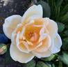 Souvenir de Madame Boullet rose photo