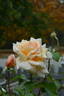 Apricots n' Cream rose photo