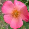 Debbies Delight rose photo