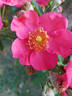 Ibisco rose photo