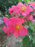 Ibisco rose photo