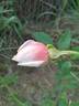 Fürstin Infantin von Hohenzollern rose photo