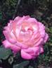 Krymskij Rassvet rose photo