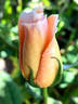 Souvenir de Madame Boullet rose photo