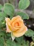 BESOUL13-1 rose photo