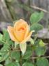 BESOUL13-1 rose photo