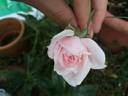 Epoca rose photo