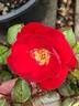 GHCS1 rose photo