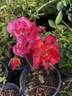 Dragon's Blood rose photo
