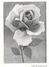 Frank W. Dunlop rose photo