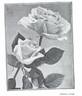 Premier rose photo