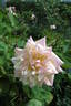 Madame Achille Fould rose photo
