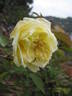 Madame Achille Fould rose photo