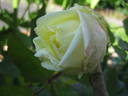 Madame Achille Fould rose photo