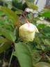 Madame Achille Fould rose photo