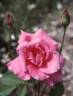 Santa Anita rose photo