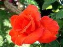 Satellite ® rose photo