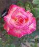 Vernon's Laugh ™ rose photo